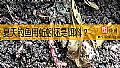 《夏天钓鱼用蚯蚓还是饵料？》封面图