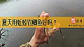 《夏天用蚯蚓钓鲫鱼好吗？》封面图