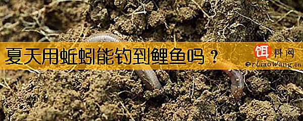 夏天用蚯蚓能钓到鲤鱼吗