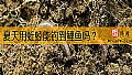 《夏天用蚯蚓能钓到鲤鱼吗？》封面图