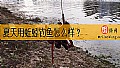 《夏天用蚯蚓钓鱼怎么样？》封面图