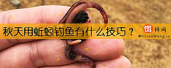 秋天用蚯蚓钓鱼有什么技巧