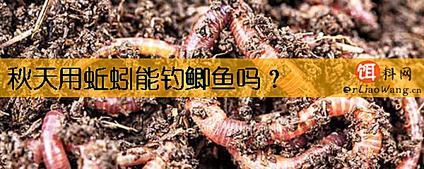 秋天用蚯蚓能钓鲫鱼吗