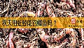 《秋天用蚯蚓能钓鲫鱼吗？》封面图