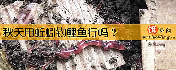 秋天用蚯蚓钓鲤鱼行吗