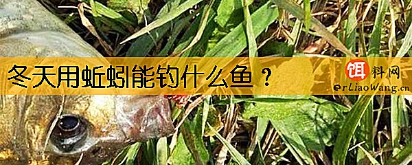 冬天用蚯蚓能钓什么鱼