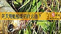 《冬天用蚯蚓能钓什么鱼？》封面图