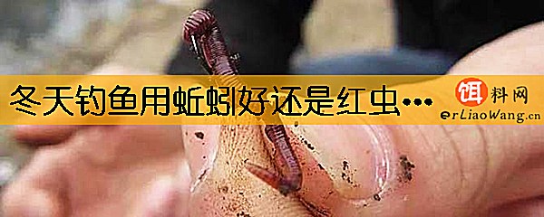 冬天钓鱼用蚯蚓好还是红虫好