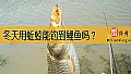 《冬天用蚯蚓能钓到鲤鱼吗？》封面图