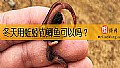 《冬天用蚯蚓钓鲫鱼可以吗？》封面图