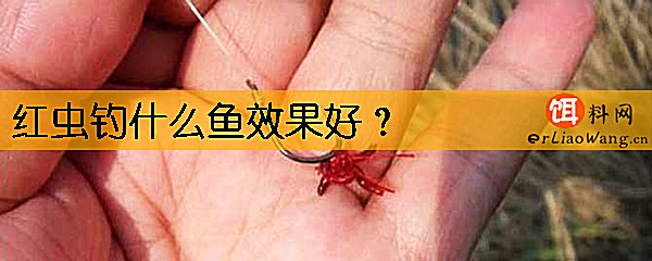 红虫钓什么鱼效果好