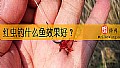 《红虫钓什么鱼效果好？》封面图