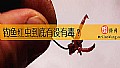 钓鱼红虫到底有没有毒?