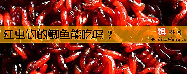 红虫钓的鲫鱼能吃吗