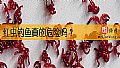 《红虫钓鱼真的危险吗？》封面图