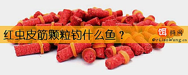 红虫皮筋颗粒钓什么鱼