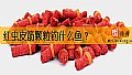 红虫皮筋颗粒钓什么鱼？