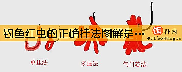 钓鱼红虫的正确挂法图解是什么