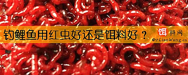 钓鲤鱼用红虫好还是饵料好