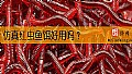 《仿真红虫鱼饵好用吗？》封面图