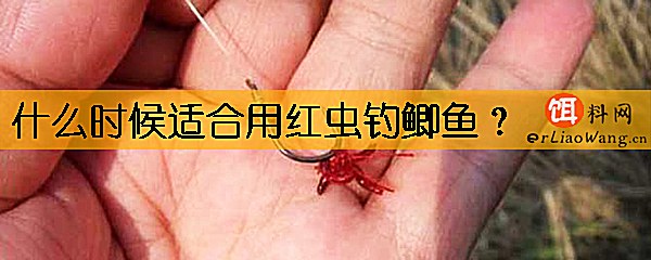 什么时候适合用红虫钓鲫鱼
