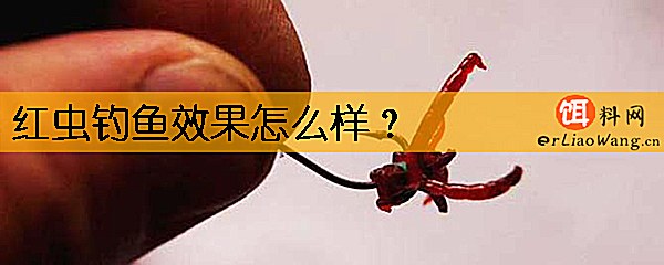 红虫钓鱼效果怎么样