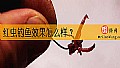 红虫钓鱼效果怎么样？