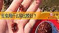 《红虫用什么钩比较好？》封面图