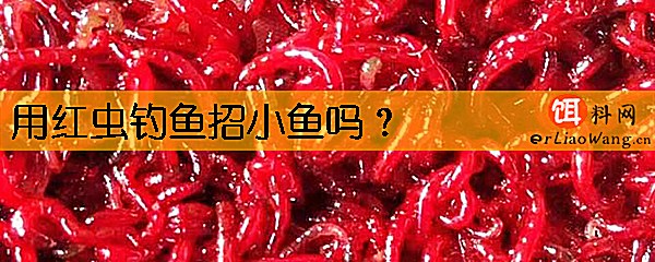 用红虫钓鱼招小鱼吗