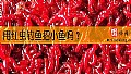 《用红虫钓鱼招小鱼吗？》封面图