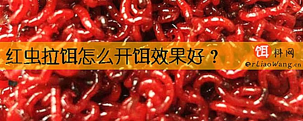 红虫拉饵怎么开饵效果好