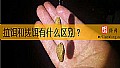 《拉饵和搓饵有什么区别？》封面图