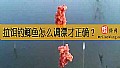 《拉饵钓鲫鱼怎么调漂才正确？》封面图