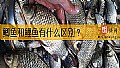 《鲫鱼和鲤鱼有什么区别？》封面图