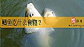 《鲫鱼吃什么食物？》封面图