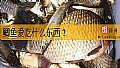 鲫鱼爱吃什么东西？