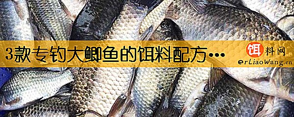 3款专钓大鲫鱼的饵料配方是哪些