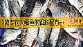 3款专钓大鲫鱼的饵料配方是哪些？
