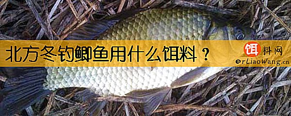 北方冬钓鲫鱼用什么饵料