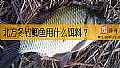 《北方冬钓鲫鱼用什么饵料？》封面图