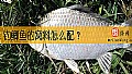 钓鲫鱼的窝料怎么配？