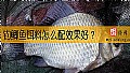 钓鲫鱼饵料怎么配效果好？