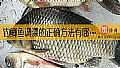 《钓鲫鱼调漂的正确方法有哪些？》封面图