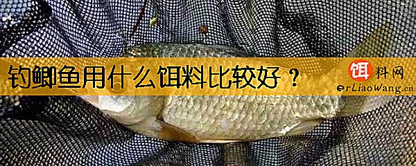 钓鲫鱼用什么饵料比较好