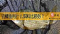 钓鲫鱼用什么饵料比较好？