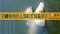 钓鲫鱼用什么饵料打窝最好？