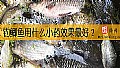 《钓鲫鱼用什么小药效果最好？》封面图