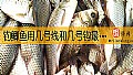 钓鲫鱼用几号线和几号钩最合适？