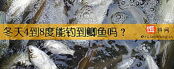 冬天4到8度能钓到鲫鱼吗