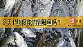 《冬天4到8度能钓到鲫鱼吗？》封面图